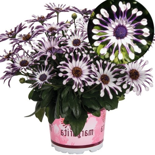 Osteospermum 'Margarita White Spoon' - Kuldkakar 'Margarita White Spoon' P9/0,55L